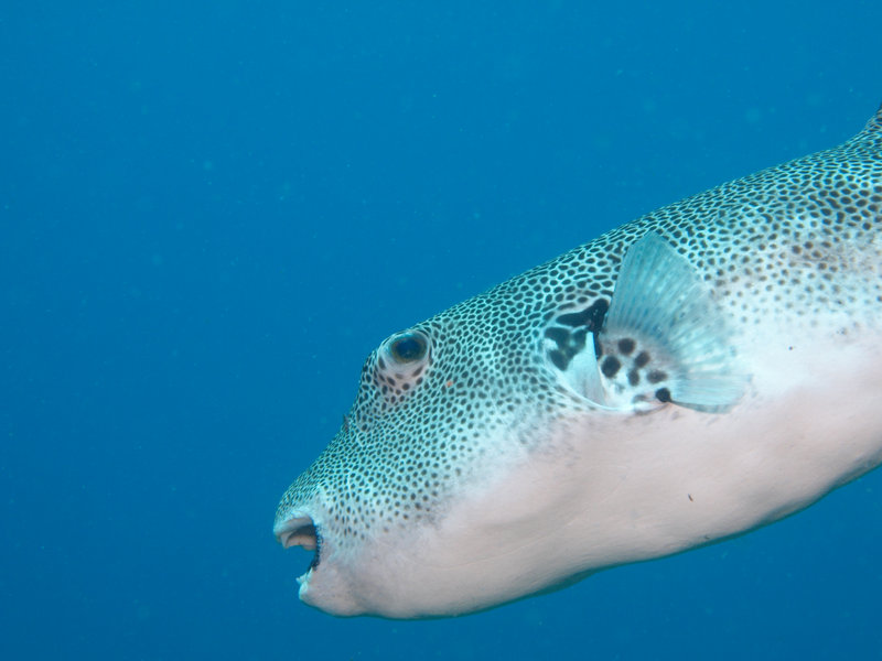 Boxfish
